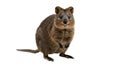 Cute Smiling Quokka Standing On Its Hind Legs With Tiny Paws In White Background Royalty Free Stock Photo
