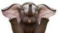 Playful Baby Elephant With Trunk Up â Cute Wildlife Portrait For Family And Nature Themes Royalty Free Stock Photo