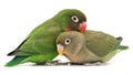 Two Green Parrots in Tender Close-Up Pose Expressing Affection, Comfort, and Camaraderie Royalty Free Stock Photo