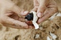 Sea Ã¢â¬â¹Ã¢â¬â¹turtle baby embryo in egg. Nest at beach. Hatching of endangered specie rescued. Hatchling newborn