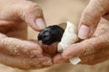 Sea Ã¢â¬â¹Ã¢â¬â¹turtle baby embryo in egg. Nest at beach. Hatching of endangered specie rescued. Hatchling newborn