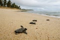 Sea turtle baby close up group enters sea crawling at sand from nest, Praia do Forte beach Royalty Free Stock Photo