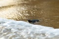 Baby sea turtle hatchling crawling to sea at beach. Endangered specie Loggerhead caretta caretta Royalty Free Stock Photo