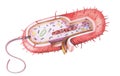 Prokaryote Cell drawing Royalty Free Stock Photo