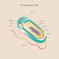 prokaryotic cell poster for education