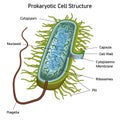 Prokaryotic Cell Structure Chart, vector medical illustration