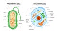 Prokaryotic Eukaryotic Cells Composition Royalty Free Stock Photo