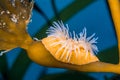 Proliferating anemone on kelp