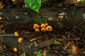 Proliferation of a certain type of orange-colored fungus. Royalty Free Stock Photo