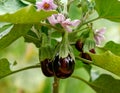 Prolific Black beauty eggplant, aubergine fruits hanging on plant with flowers in summer garden