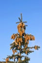 Prolific spruce with lots of cones Royalty Free Stock Photo