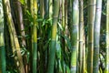 Bamboo Texture