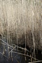 Prologue lake reed from a floating island. Texture. Grass. Royalty Free Stock Photo