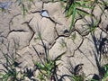 Drought-cracked ground, with sparse tufts of hardy grass Royalty Free Stock Photo