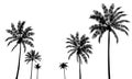 Palms trees silhouettes set Royalty Free Stock Photo