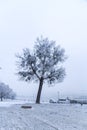 Promenade in Bratislava park in a snowy winter day, Sad Janka Kr