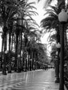 The promenade Explanada, Alicante, Costa Blanca, Spain Royalty Free Stock Photo