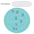 prometaphase stage of mitosis