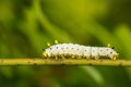 Promethea Silkmoth Caterpillar