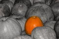 Prominent bright pumpkin among black and white. texture bright pumpkin on gray background autumn symbol