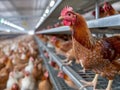 Hen Overlooking Poultry Farm Royalty Free Stock Photo