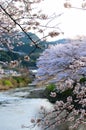 The promise of cherry blossoms . Goin to come back when you have become a better person than this meeting . I will see you back Royalty Free Stock Photo