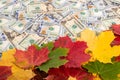 Promotion sale concept background with dollars money and colorful autumn leaves Royalty Free Stock Photo