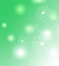 Promotional web green banner for social media with dandelions flying head. Elegant sale and discount promo