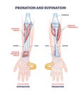 Pronation and supination medical term for hand movement outline diagram