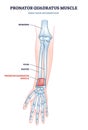 Pronator quadratus muscle with right hand anterior view outline diagram Royalty Free Stock Photo