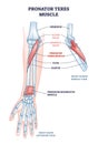 Pronator teres muscle with arm and elbow muscular system outline diagram Royalty Free Stock Photo