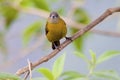 Prong-billed Barbet 842417