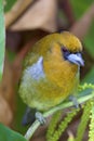 Prong-billed Barbet 810868