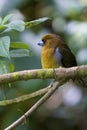 Prong-billed Barbet 810834