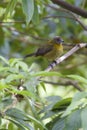 Prong-billed Barbet 810859