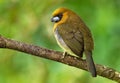 Prong-billed Barbet - Semnornis frantzii - a distinctive, relatively large-billed bird native to humid highland forest Royalty Free Stock Photo