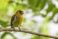 Prong-billed Barbet - Semnornis frantzii Royalty Free Stock Photo