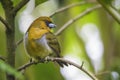 Prong-billed Barbet - Semnornis frantzii Royalty Free Stock Photo