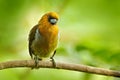 Prong-billed barbet, Semnornis frantzii, Vera Blanca, Costa Rica, exotic grey and red mountain bird, Wildlife scene from nature. Royalty Free Stock Photo