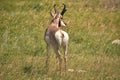 Prong Buck in a Grass Filled Field