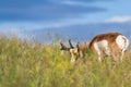 Prong horn antelope Royalty Free Stock Photo