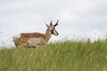 Prong horn antelope