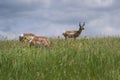 Prong horn antelope Royalty Free Stock Photo