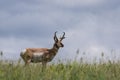 Prong horn antelope Royalty Free Stock Photo