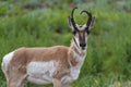 Prong horn antelope Royalty Free Stock Photo