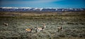 Prong Horn Antelope Wyoming USA Royalty Free Stock Photo