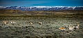 Prong Horn Antelope Wyoming USA Royalty Free Stock Photo