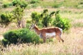 Prong Horn of Yellowstone