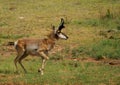 Pronghorn