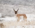 Pronghorn